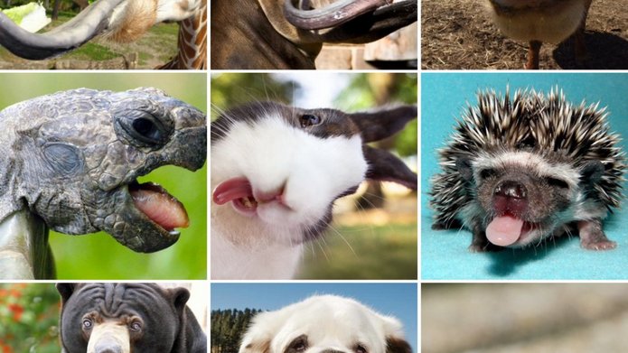 a graphic with photos of animals and their tongues
