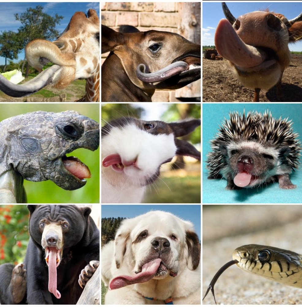 a graphic with photos of animals and their tongues