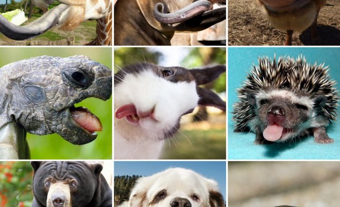a graphic with photos of animals and their tongues